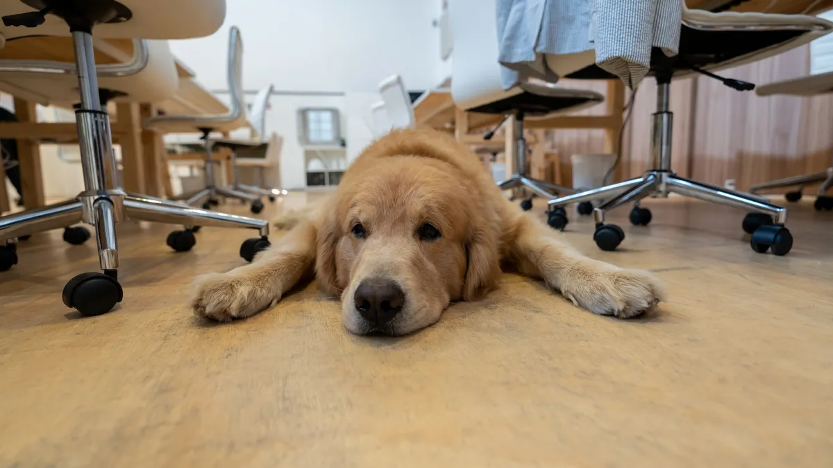 A service dog lies on the ground in an office.