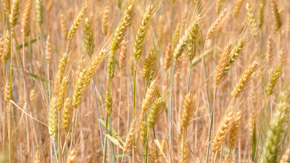 Noah Williams has tried to use cover crops to make his soil healthier.