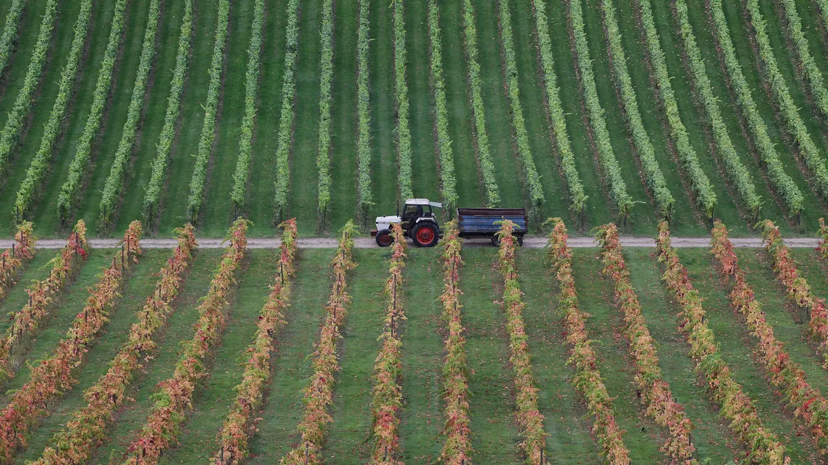 A tractor pulls a trailer past grape vines ready for harvest.