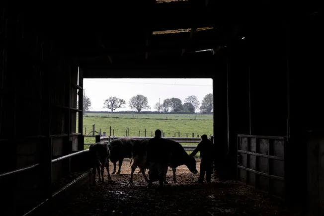 Third US dairy farmworker infected with bird flu | Agriculture Dive