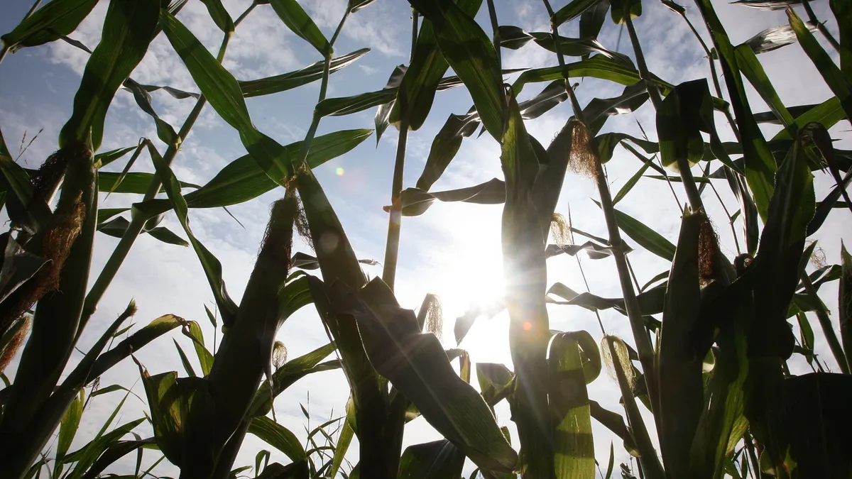 Corn grows in a damaged field in Illinois.