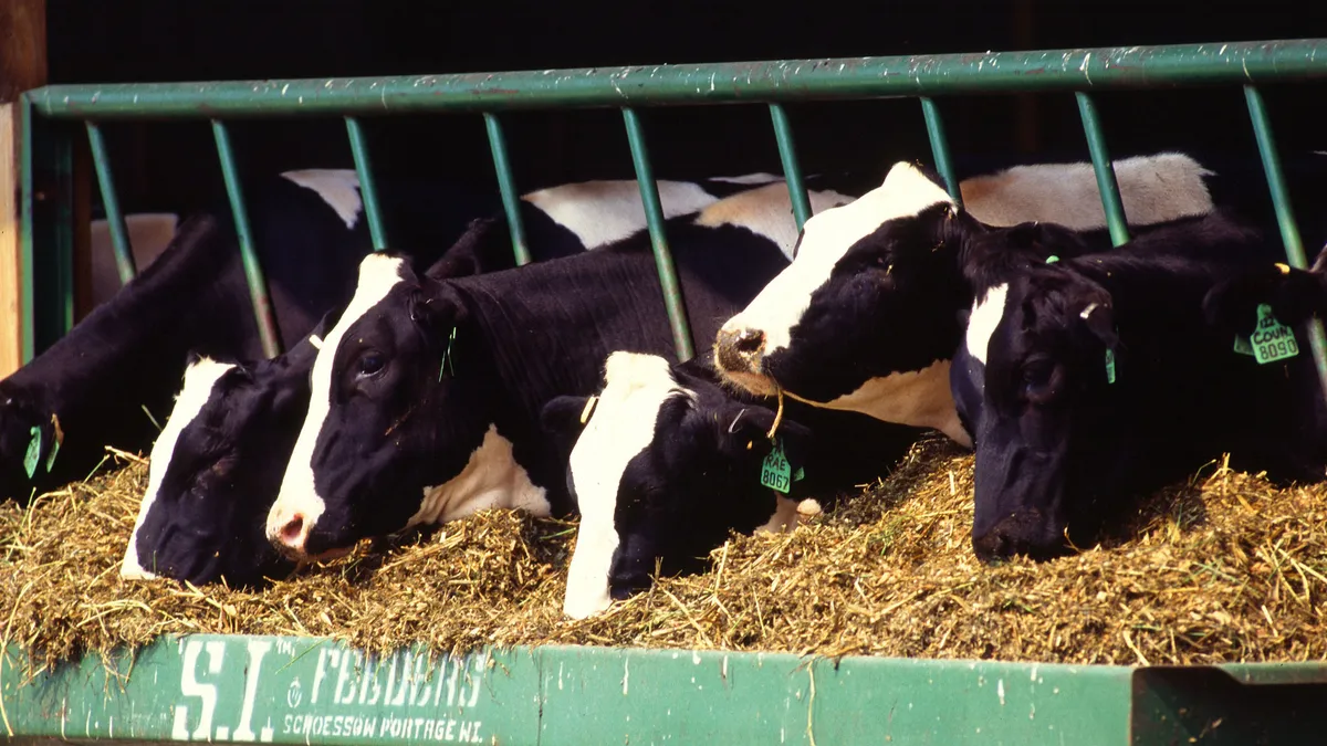 Dairy cows graze