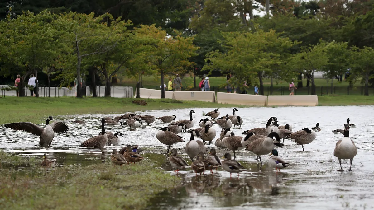 Canada geese in Washington, D.C.