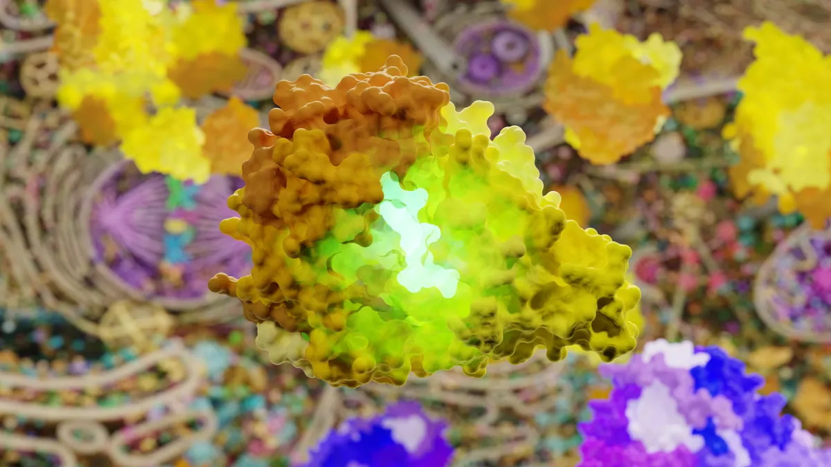A peptide (in green) being captured by OppA (in orange), a protein taxi of Lactococcus lactis, responsible for transporting it into the bacterium where it is broken down into the essential amino acids the bacteria needs to survive and thrive in the gut.