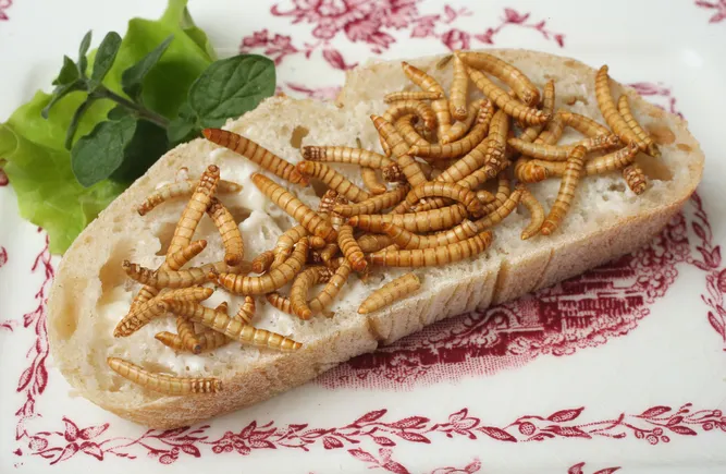 US-based research center to examine the potential of insect protein in ...