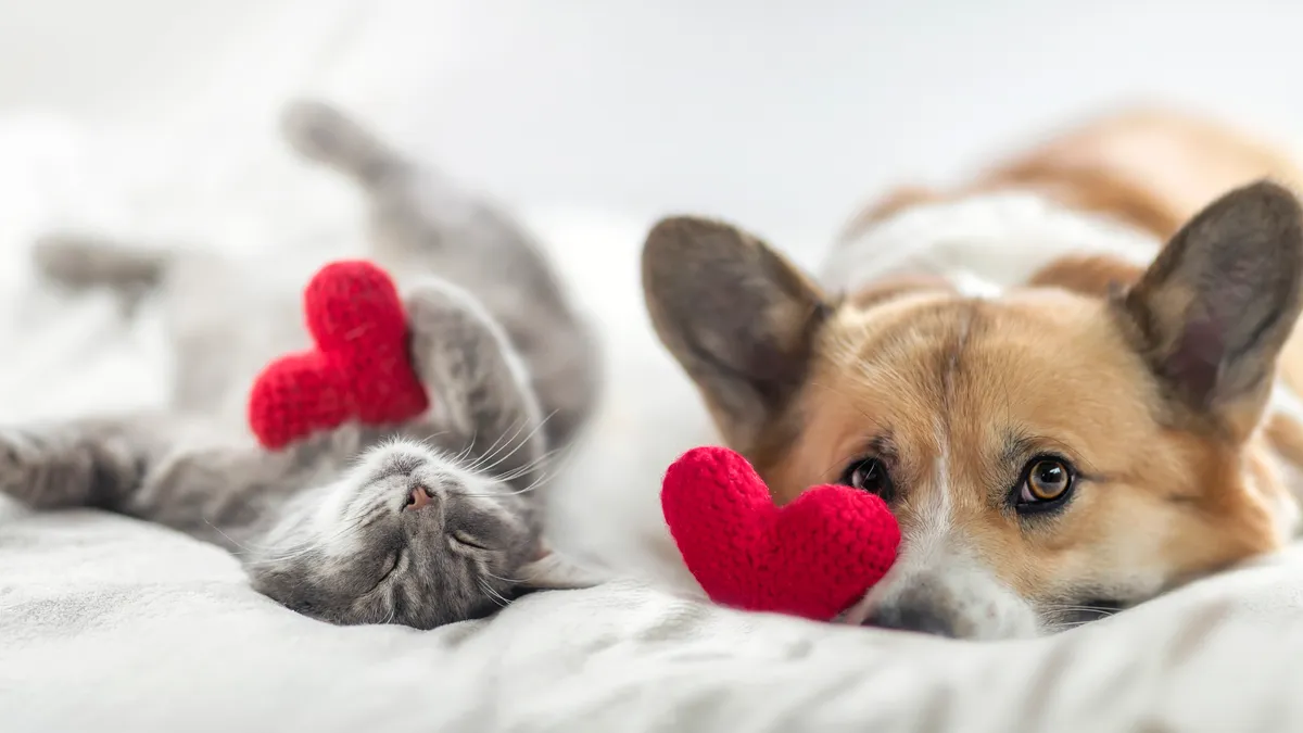 cute cat and corgi dog are lying on a white bed together surrounded by knitted red hearts