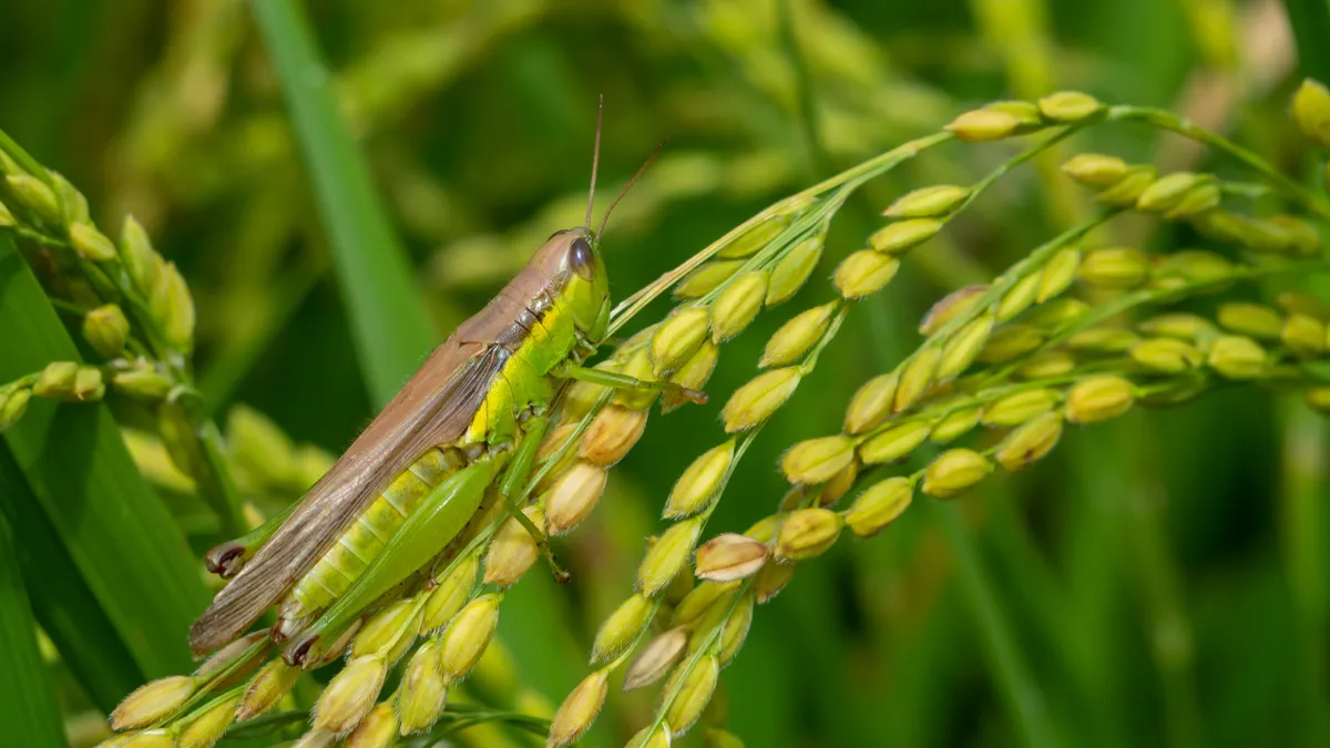 A grasshopper is seen on a rice plant