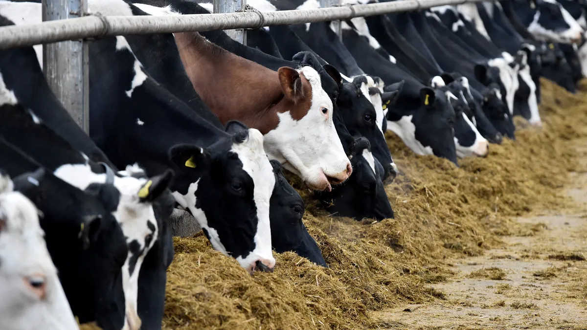 dairy cattle cows