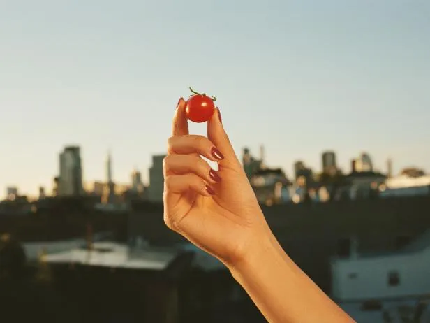 Oishii tomato