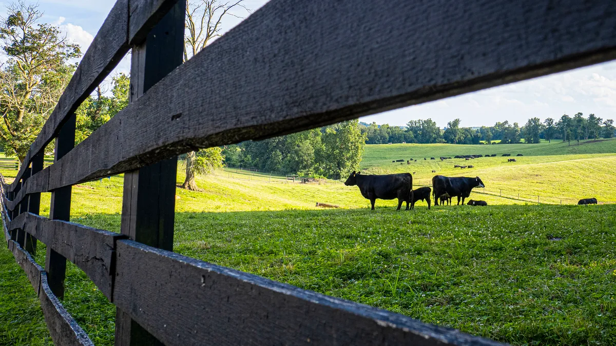 Black Angus cattle can be seen in a green pasture through the slats of a wooden fence.