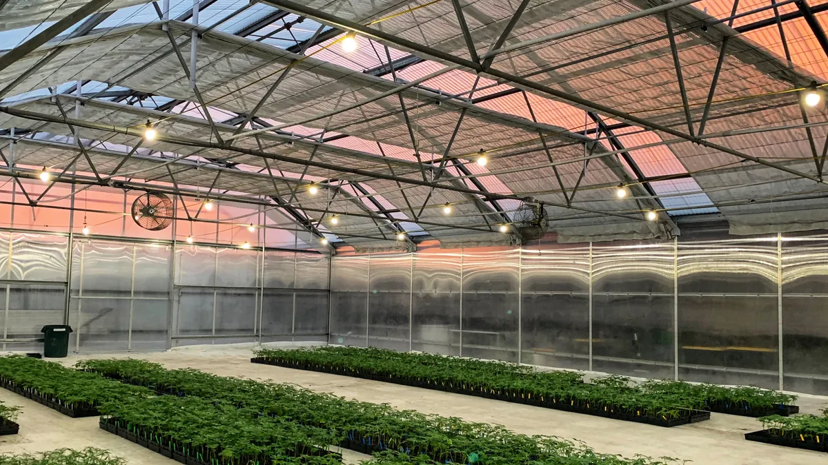 A wide shot of cannabis in a greenhouse