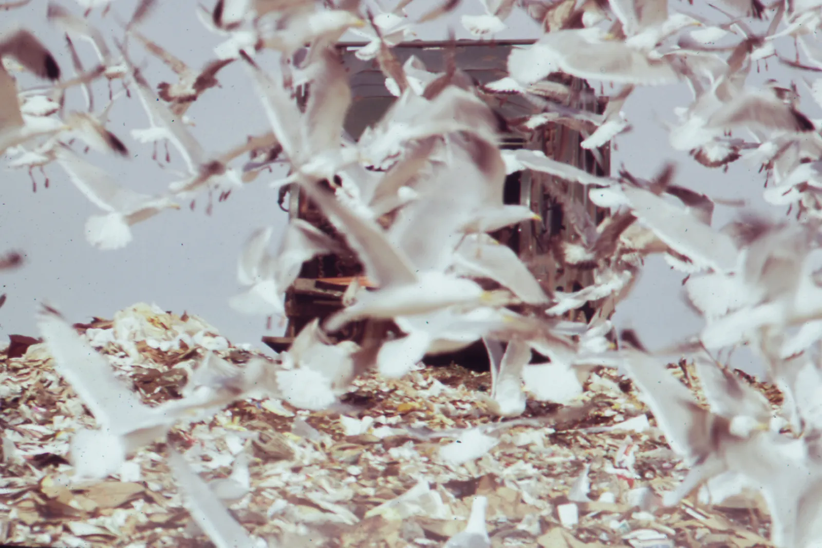 Large swarm of seagulls fly over a garbage dump in New Jersey