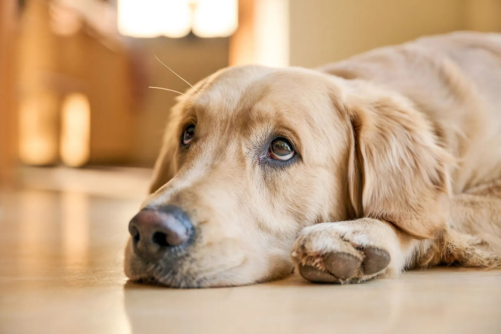 A dog resting its head on the floor.