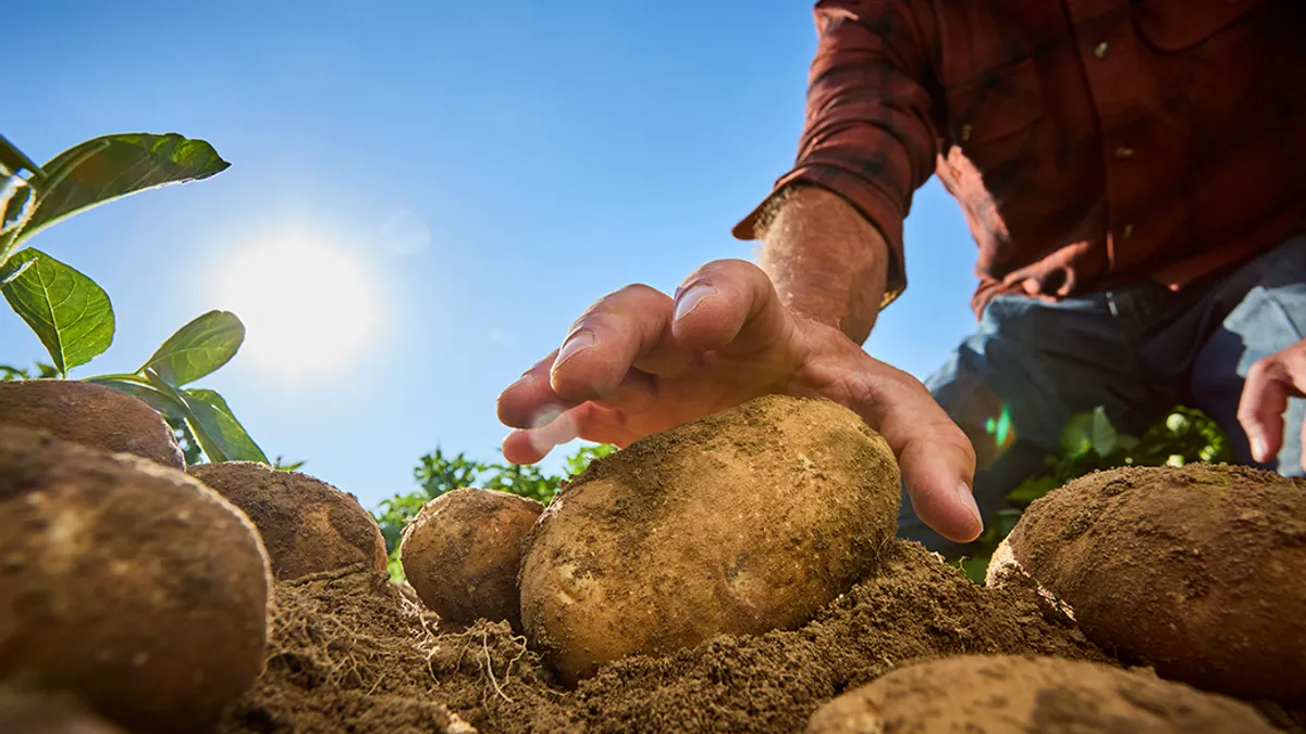 A farmers' hand picking up a potato from the ground