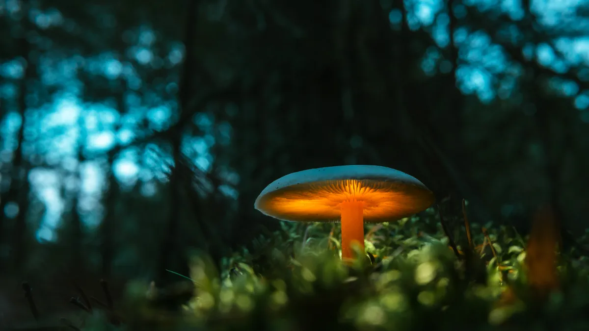 Magical, illuminated mushroom growing on a moss