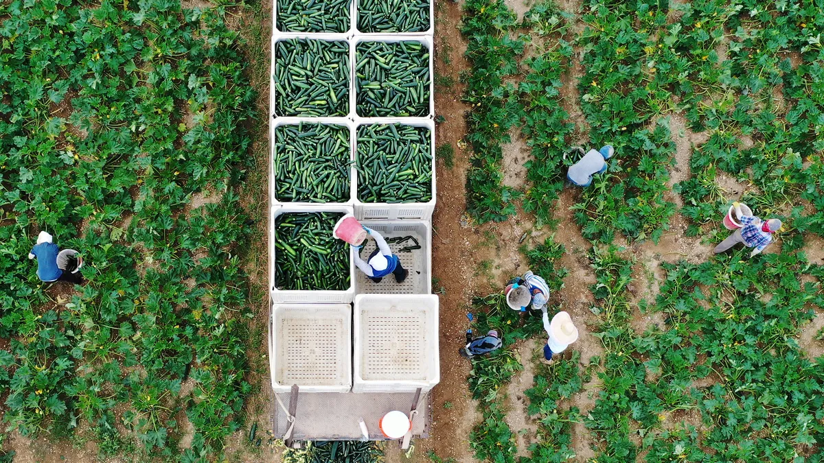 An aerial shot shows bins of zucchini with workers near by gathering crops