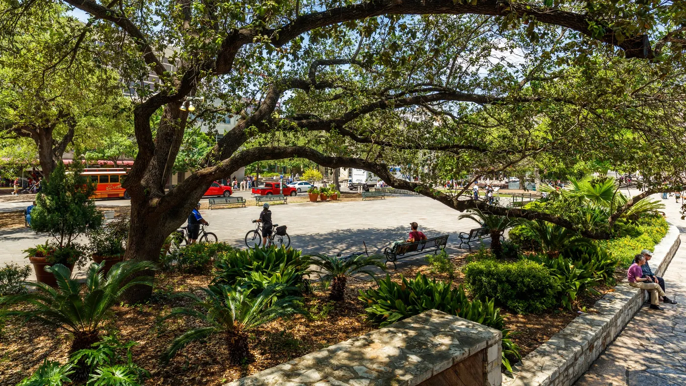 Two bicyclists, pedestrians, cars and a red tour bus seen framed by a large tree on a sunny day.