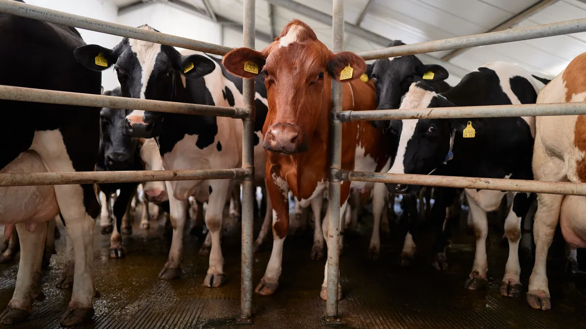 A group of dairy cows remain behind a gate