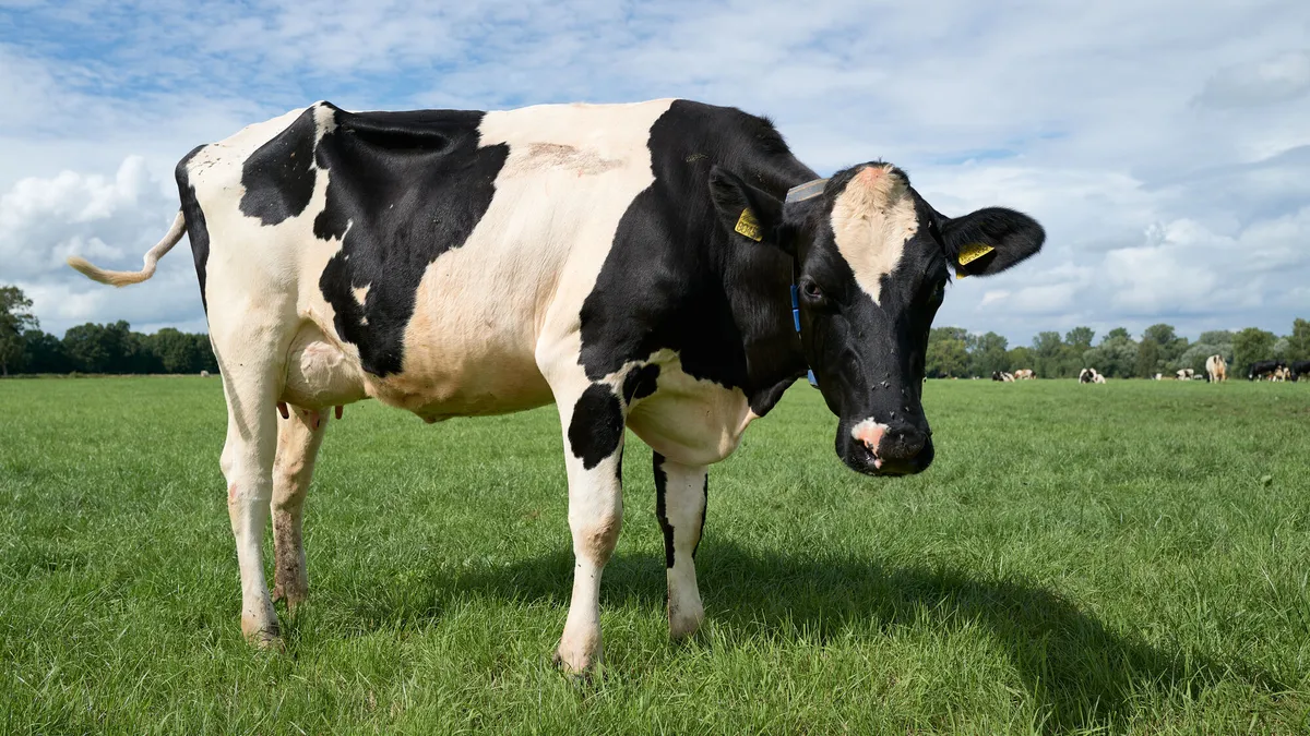 A dairy cow is seen standing on grass