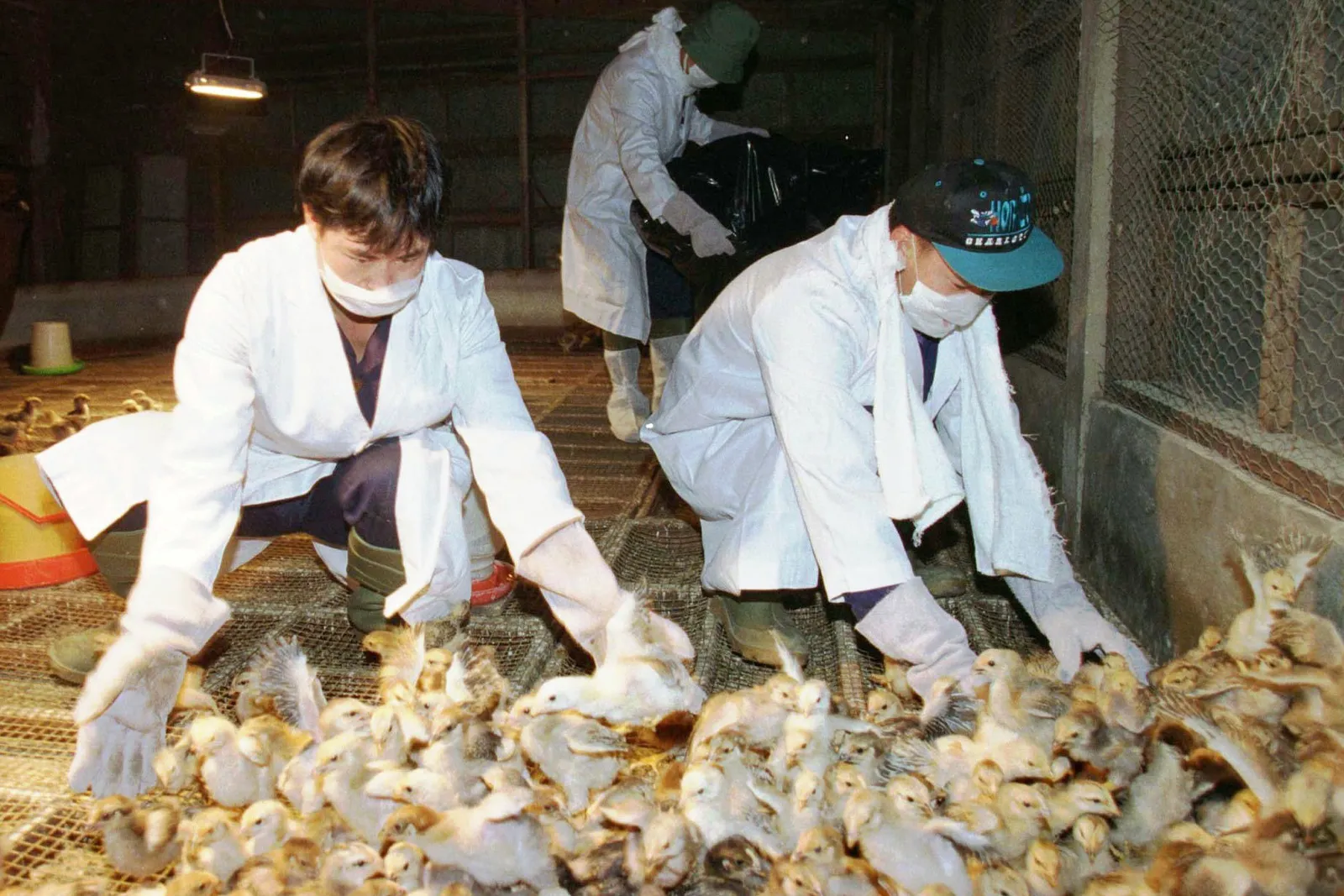 Two people gather chicks into a corner.