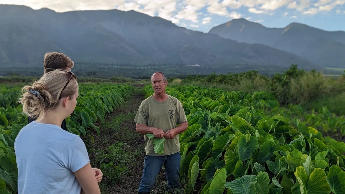 A farmer speaks with two people in the middle of a taro farm