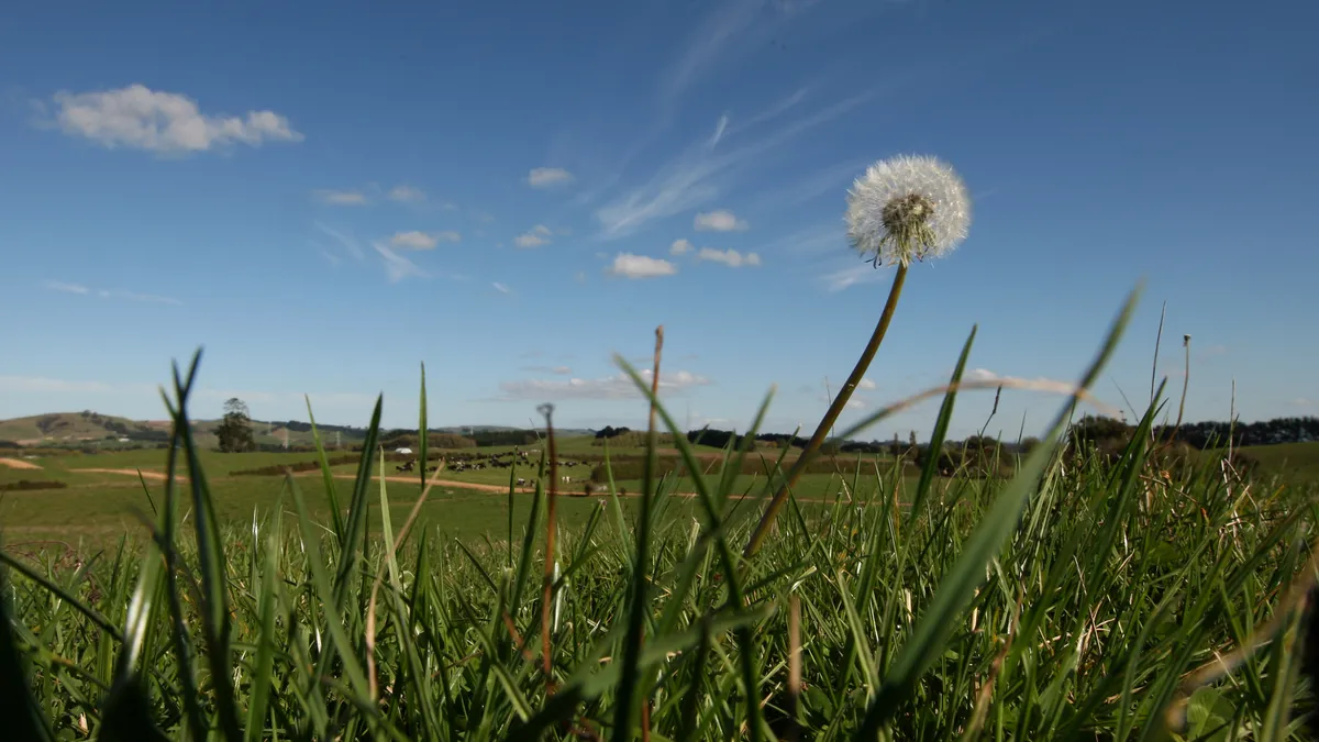 Lush green grass lines the fields of a rural dairy farm in New Zealand.