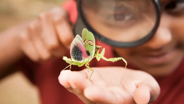An elementary age boy uses magnifying glass to investigate a praying mantis, which he holds in his hand.