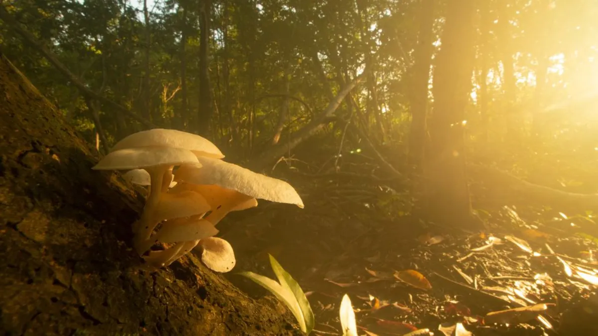 Image of mushrooms growing inside forest