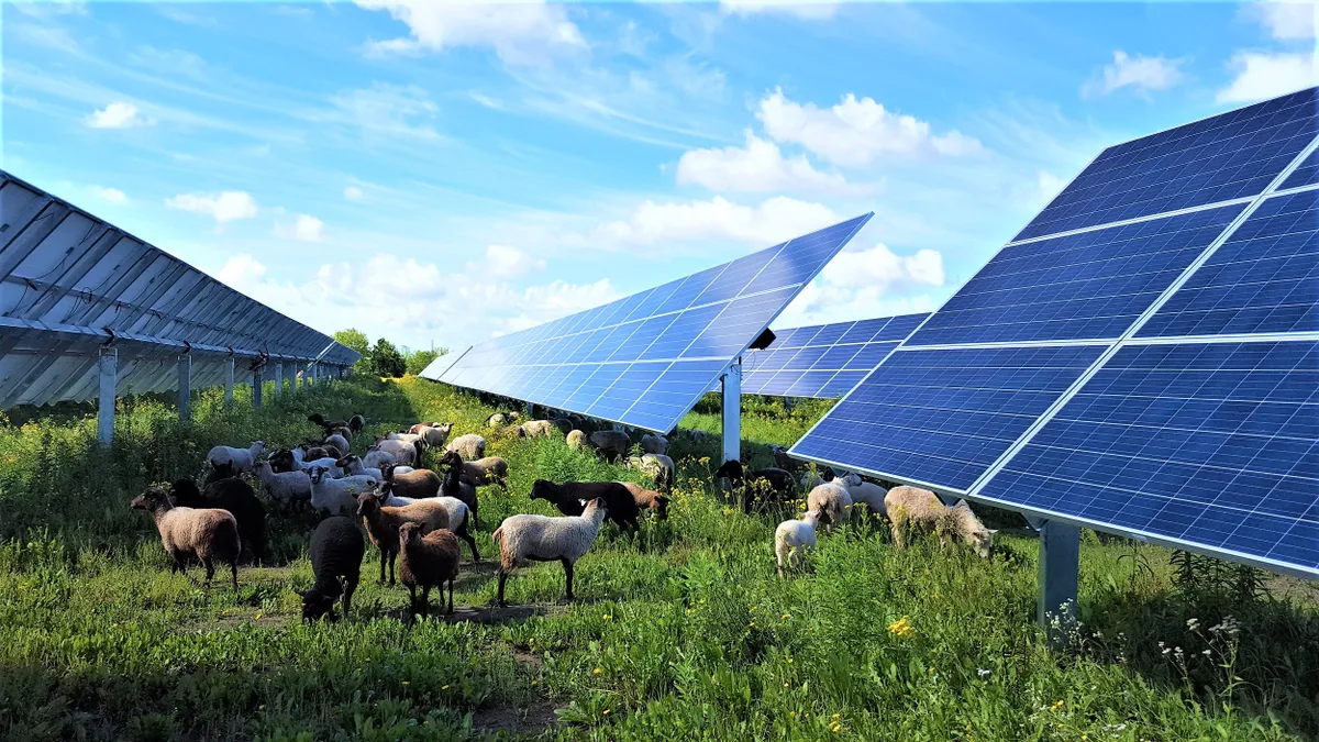 Grazing sheep at Enel Green Power Aurora Creek solar project