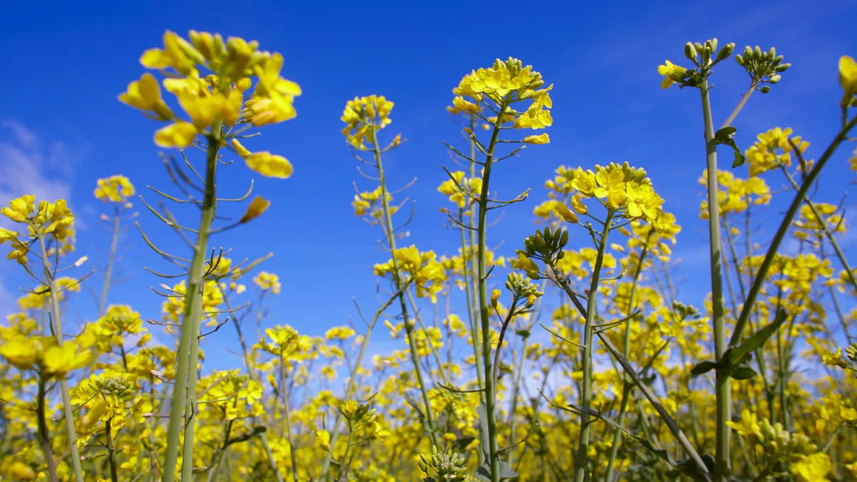 Yellow oilseed crops are seen in a field