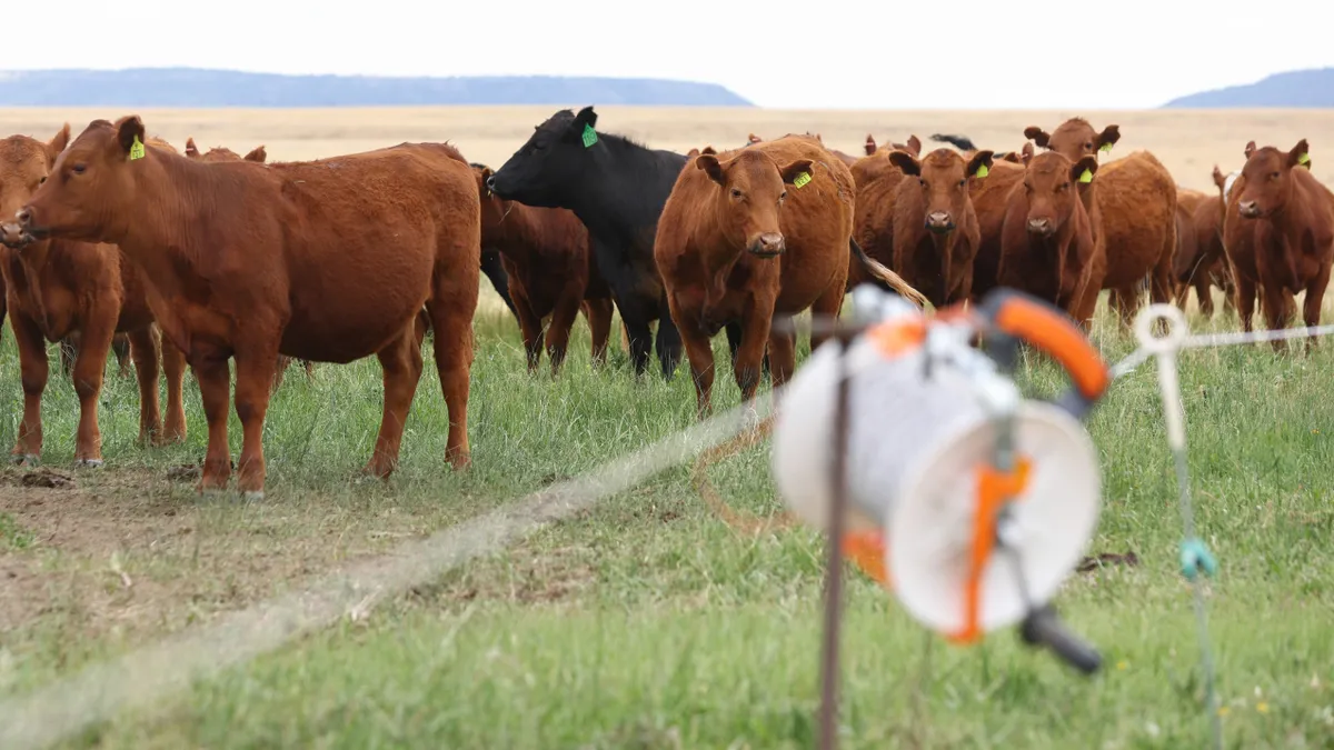 A group of cattle stand on pastureland in a fenced-in enclosure