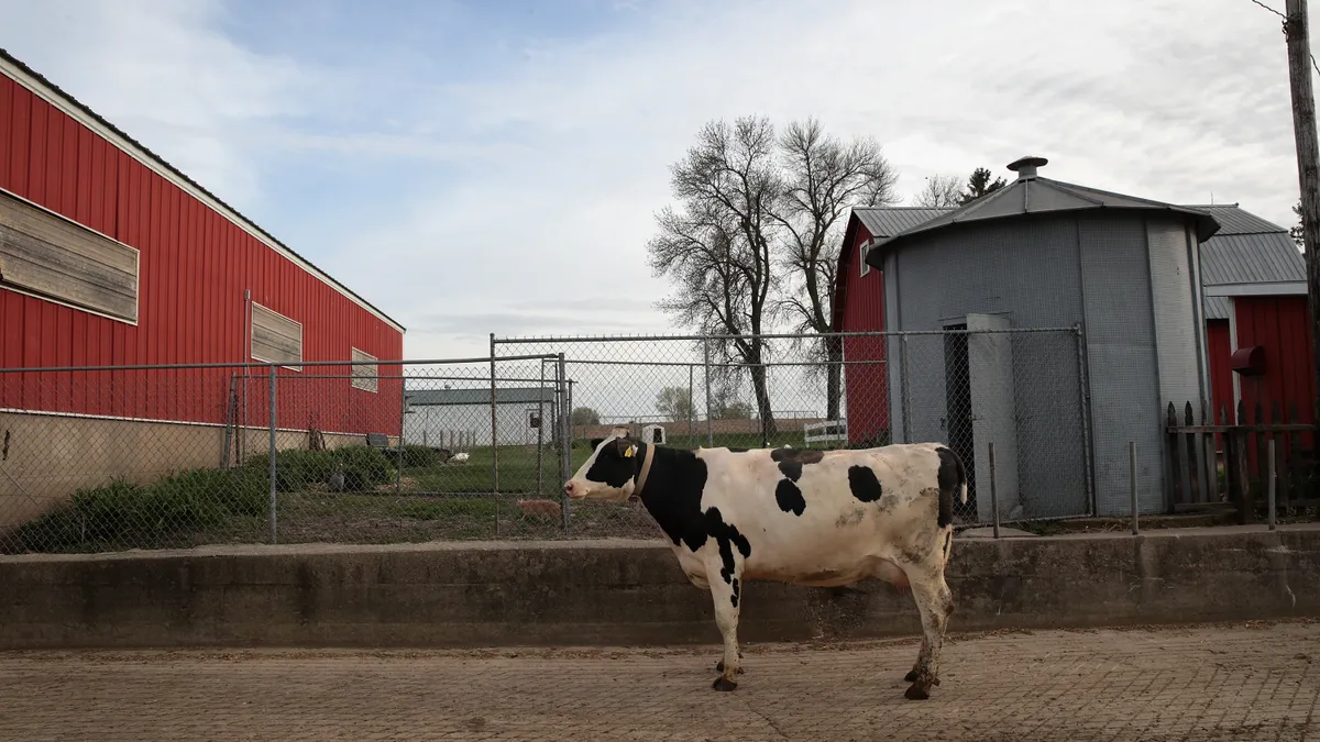 A black and white dairy cow is seen with a red barn in the background