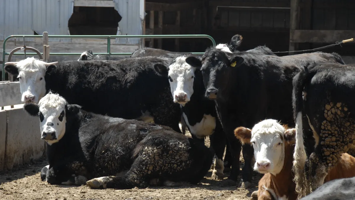 Five black and white beef cattle sit and stand on dirt in front of a gray structure with wooden pens inside. Gates are behind the cattle.