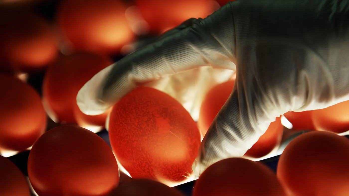 A hand hold an egg on a illuminated surface.