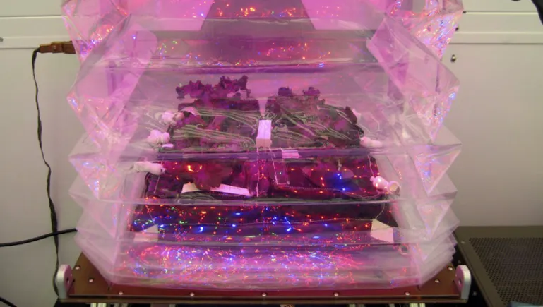 NASA to grow vegetables in space | Food Dive