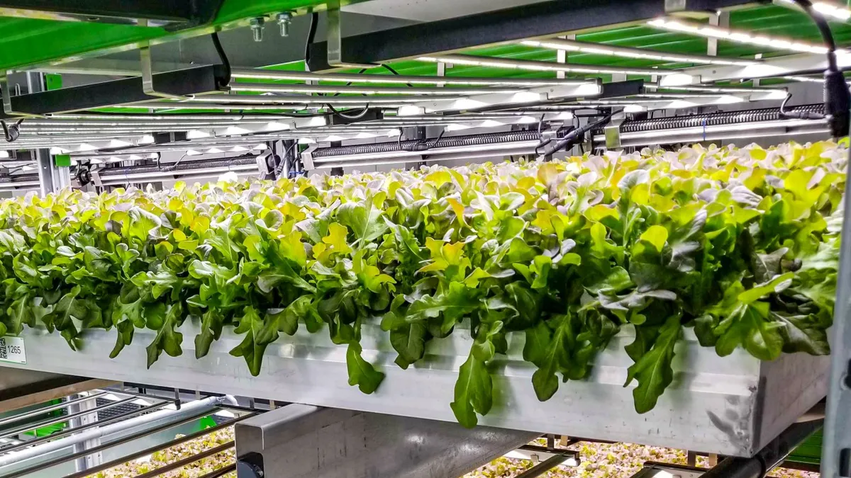 A look at greens at one of Bowery Farming's indoor farms.