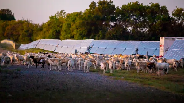 Sheep grazing near solar panels.