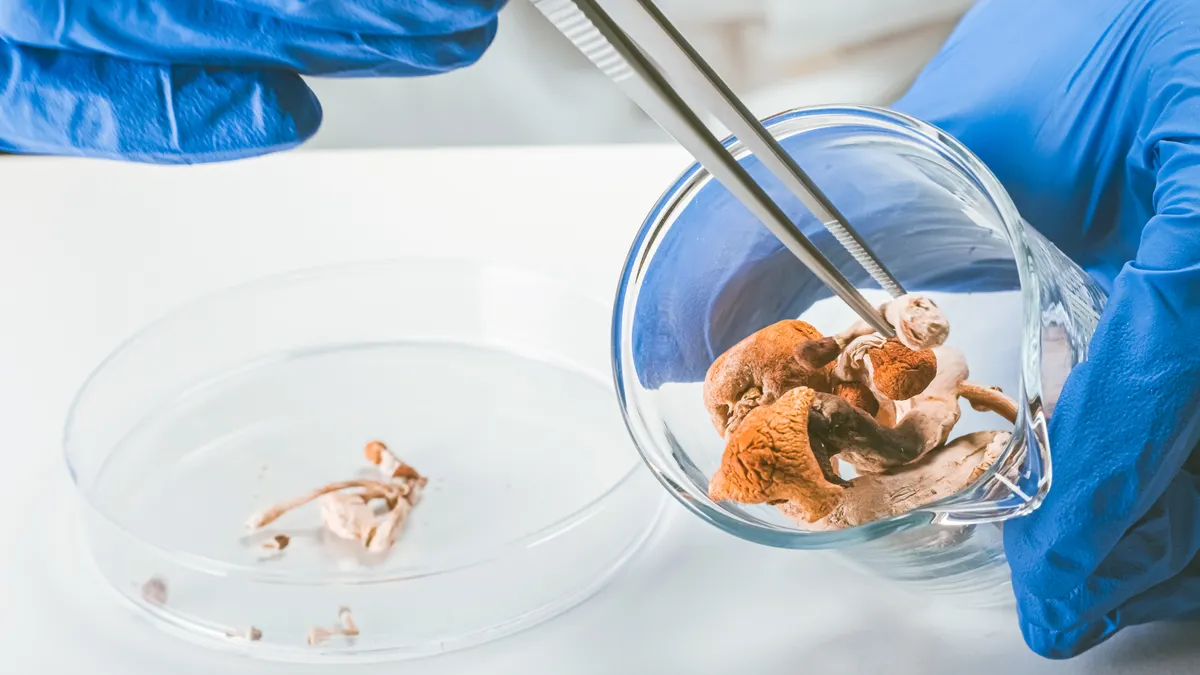 Magic Mushrooms in laboratory. Psilocybin science and research. Person examining fungi.