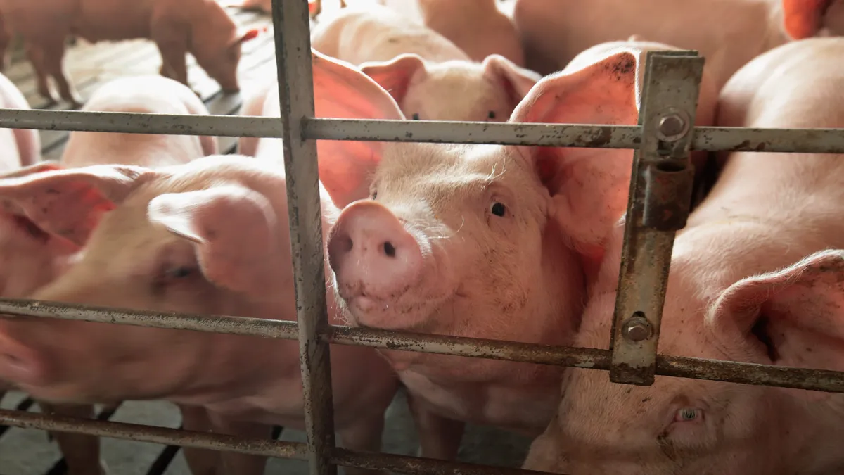 Hogs are raised on a farm in 2018 near Polo, Illinois.