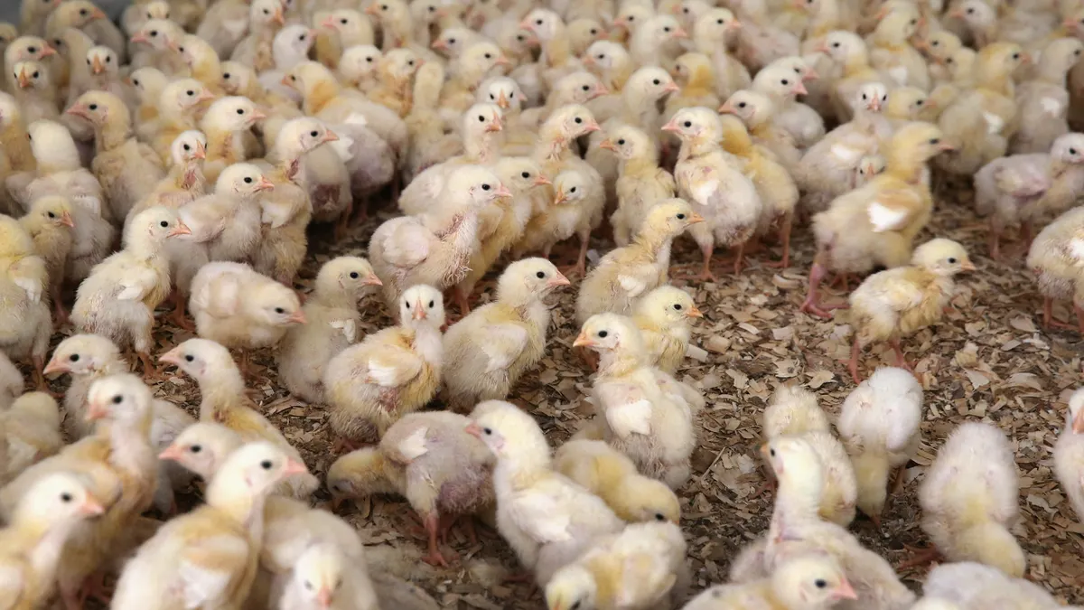 chicks chickens