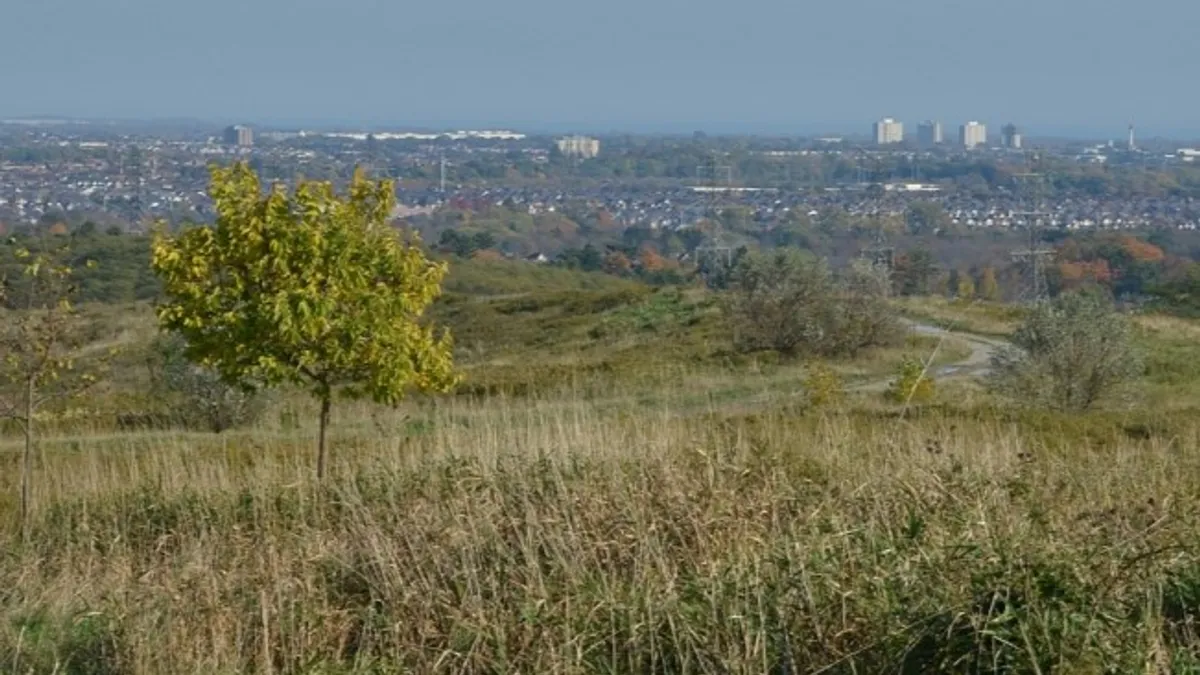 A small tree grows on a grassy area overlooking a gravel road, with a neighborhood and office buildings visible in the distance.