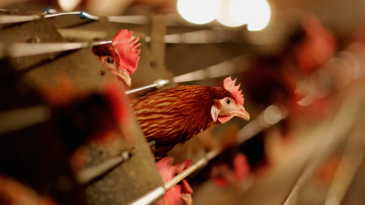 Chickens sit in a shed