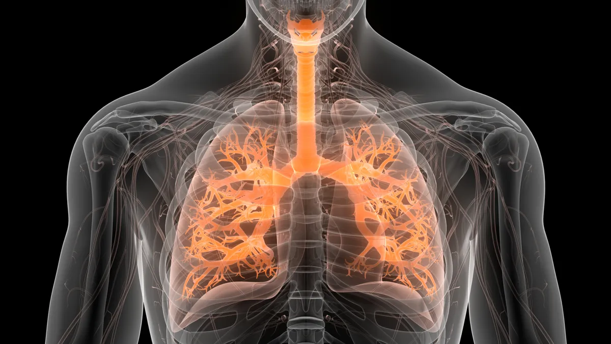 3D Illustration Concept of Human Respiratory System Lungs Anatomy