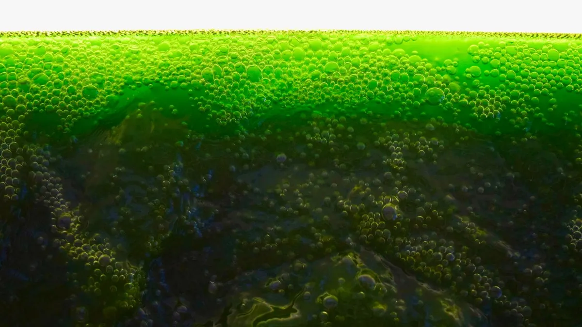 Spirulina algae grown by Back of the Yards Algae Sciences