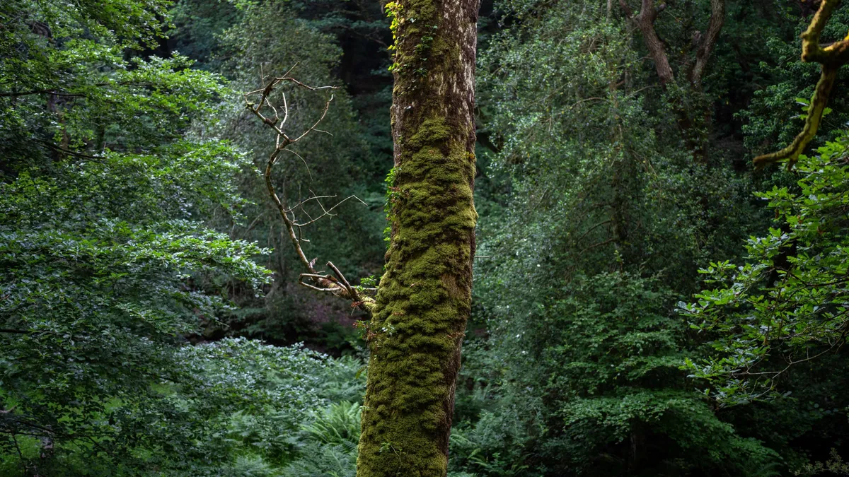 Green moss covers a tree in a verdant forest.