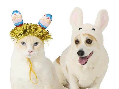 A cat and dog wearing Easter themed headbands