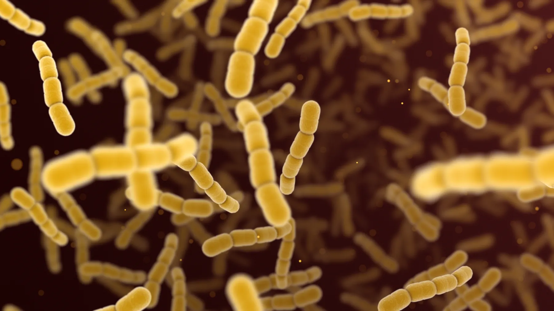 Illustrated streptococcus pneumoniae bacteria are colored yellow against a dark background.