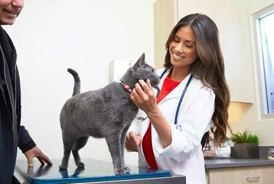 A vet taking care of a cat with the cat&#x27;s owner near them.