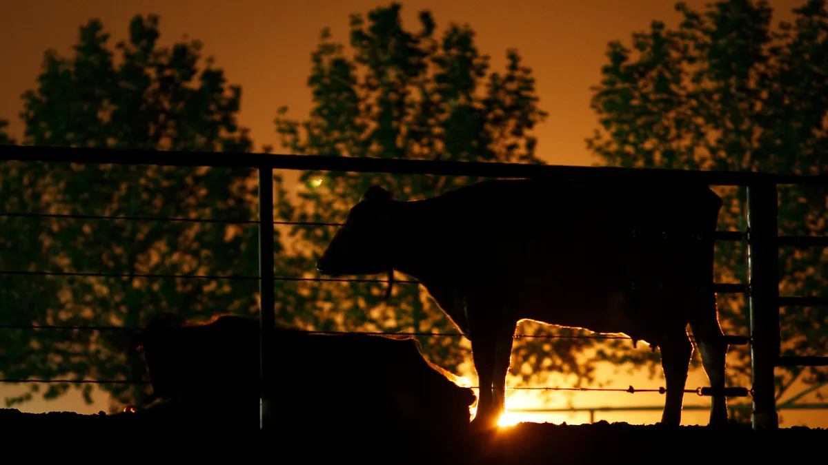 Dairy cattle are lit from behind.