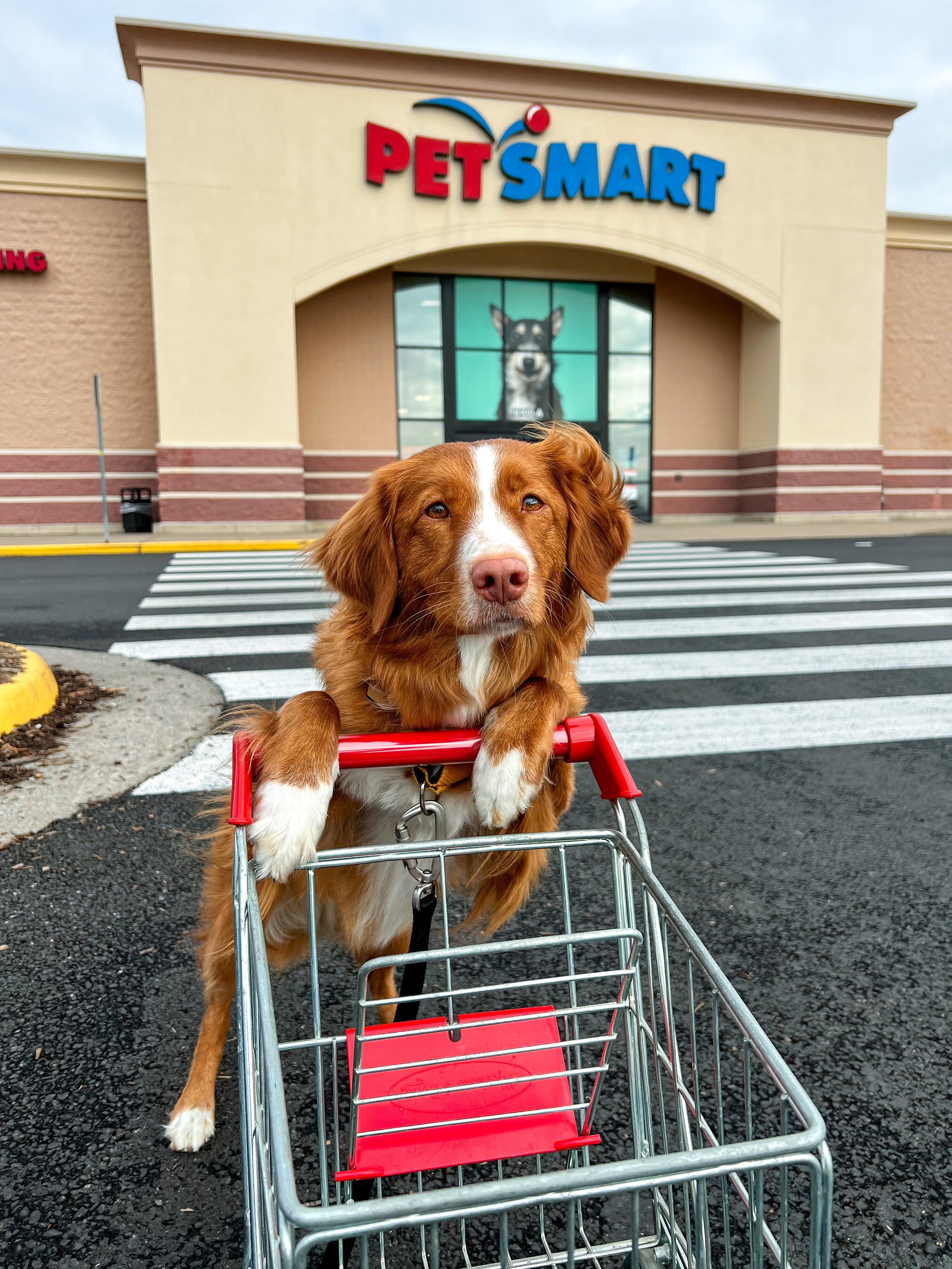 Last years Chief Toy Tester winner for PetSmart